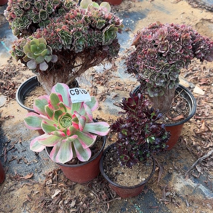 918玫瑰黑法师锦头有伤共4颗