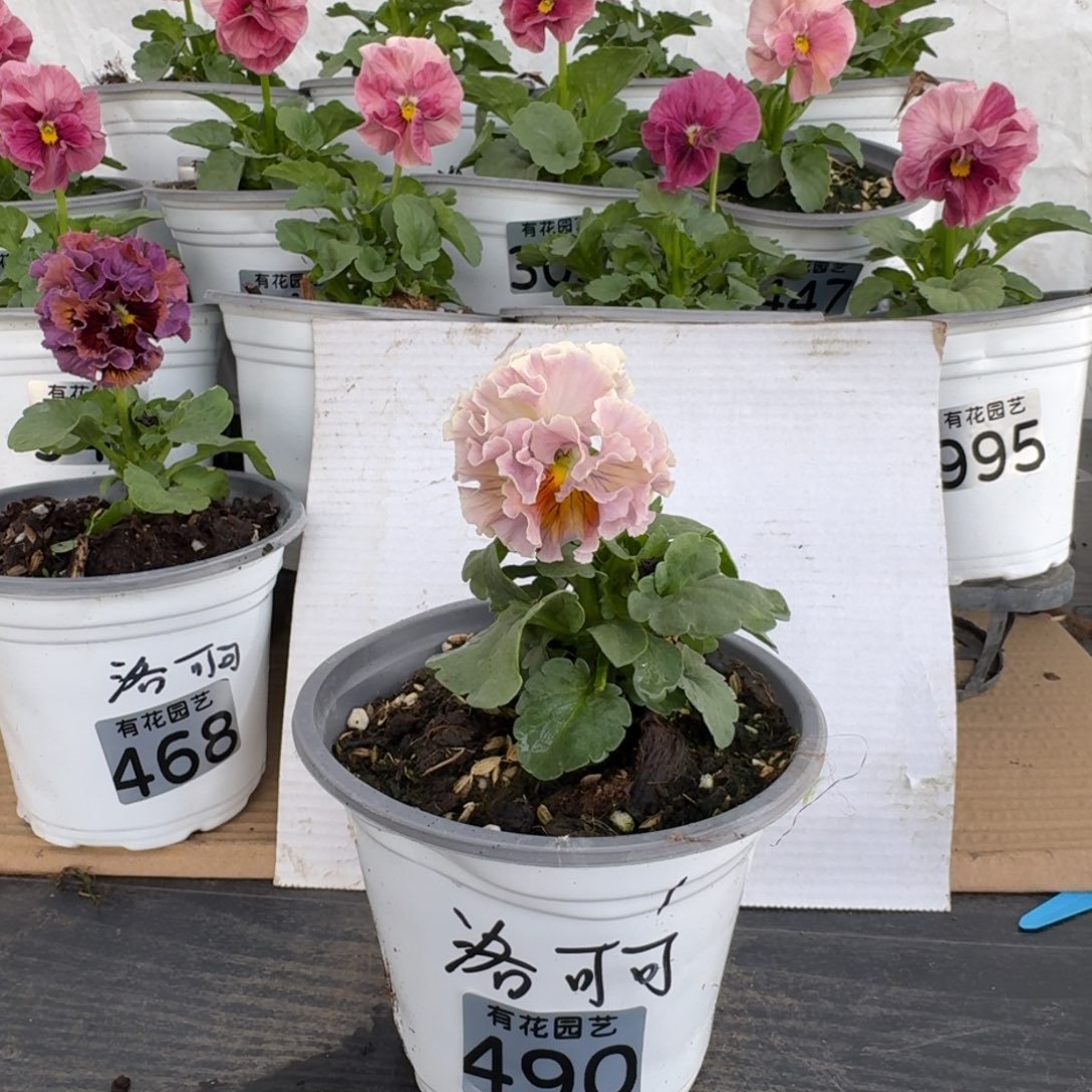 全部花朵490号角堇