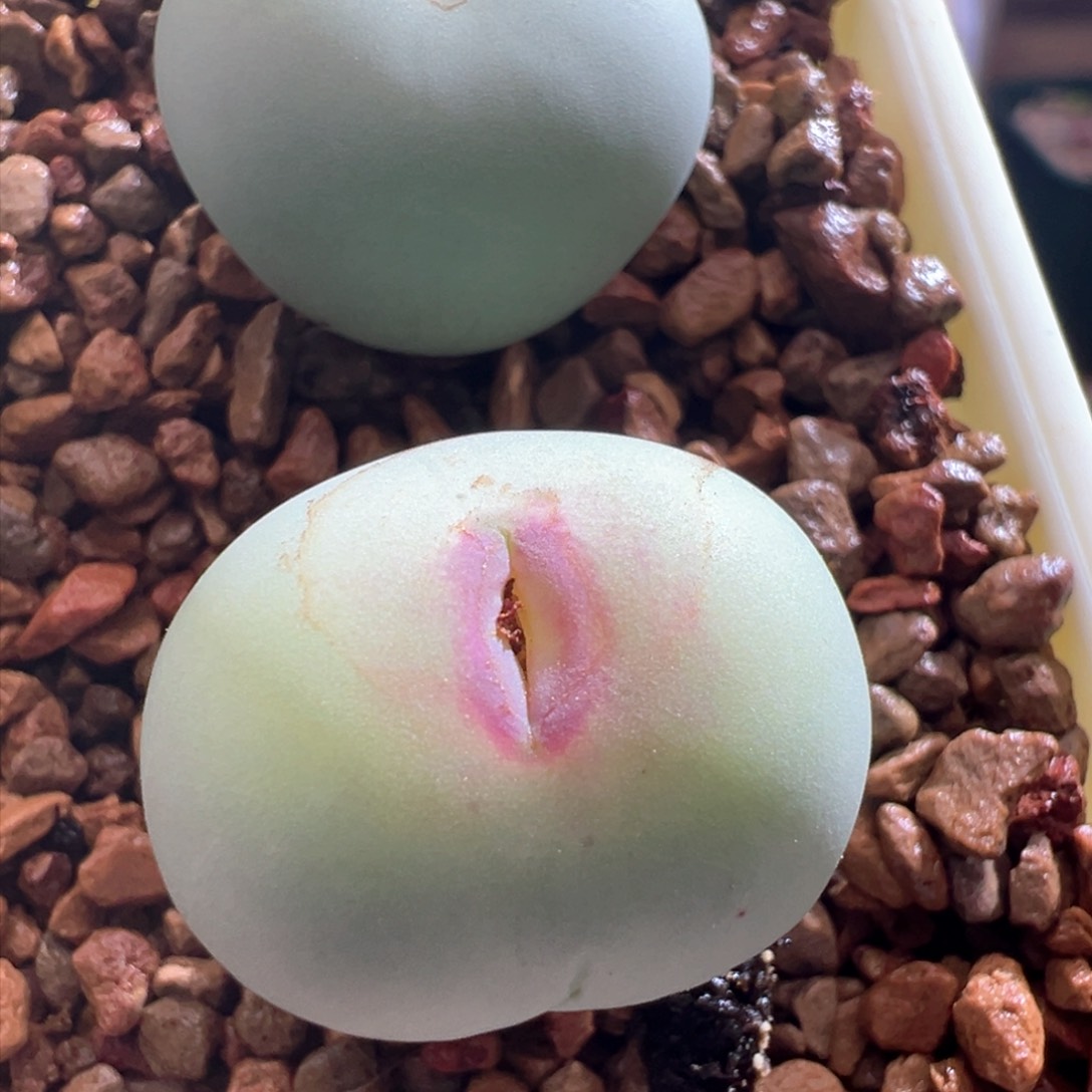 758。pv1014大型SUB红嘴母本 