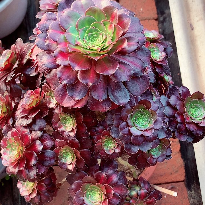 晚霞的1啊啊啊啊