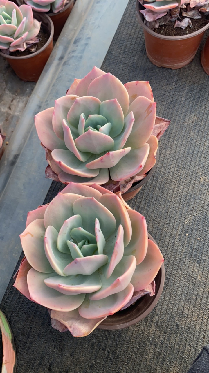 单头雪风多肉植物发2个