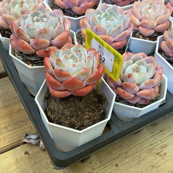 勇**心海棠红单头102152