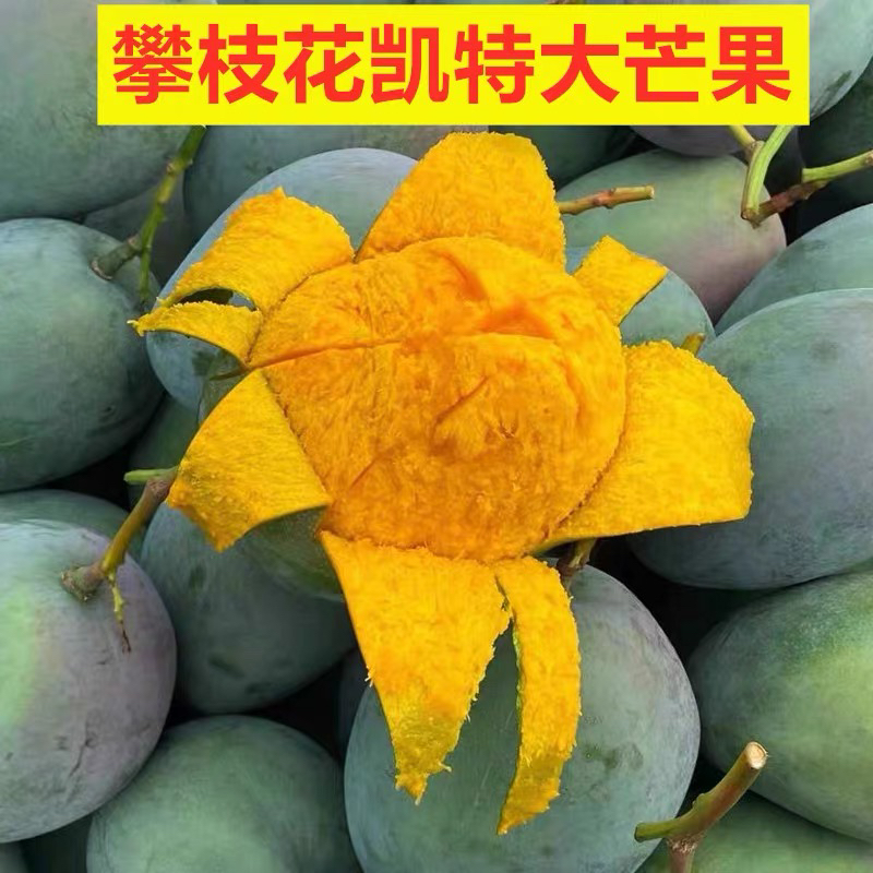 【放软在吃】四川攀枝花凯特芒果当季新鲜水果特大青皮芒果包邮