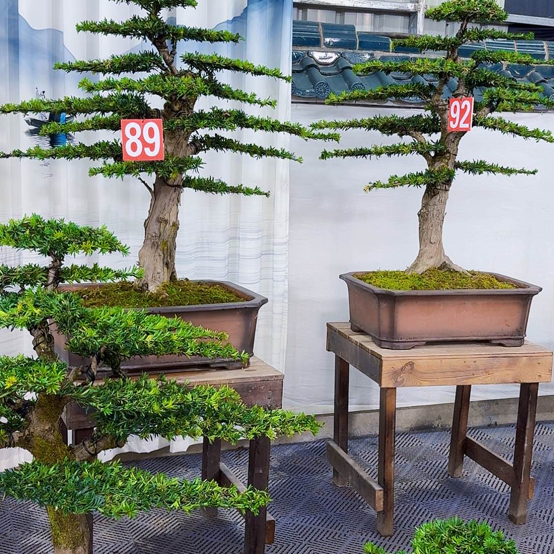 心***错无花朵罗汉松一物一拍8888