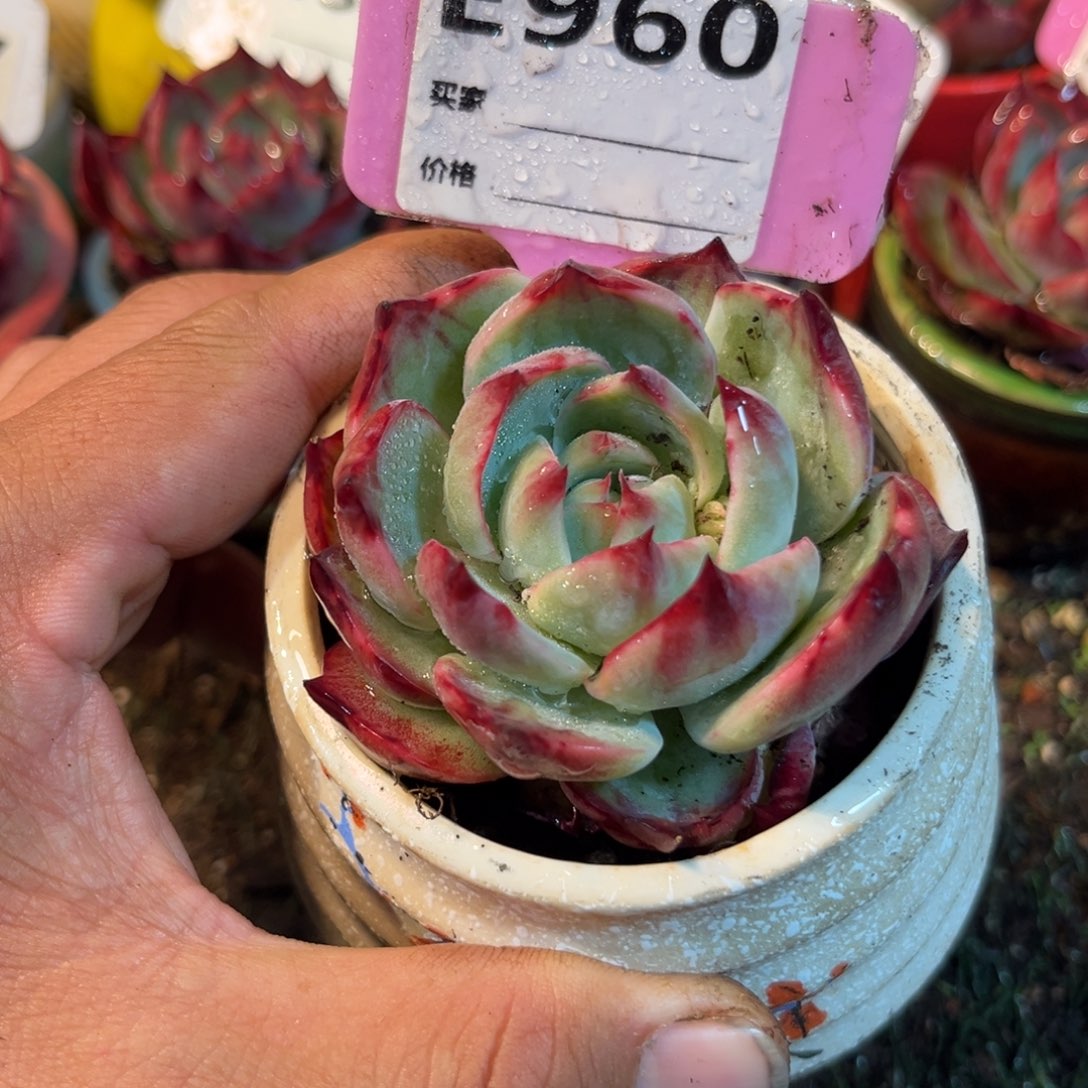 惊鸿一瞥960号多肉