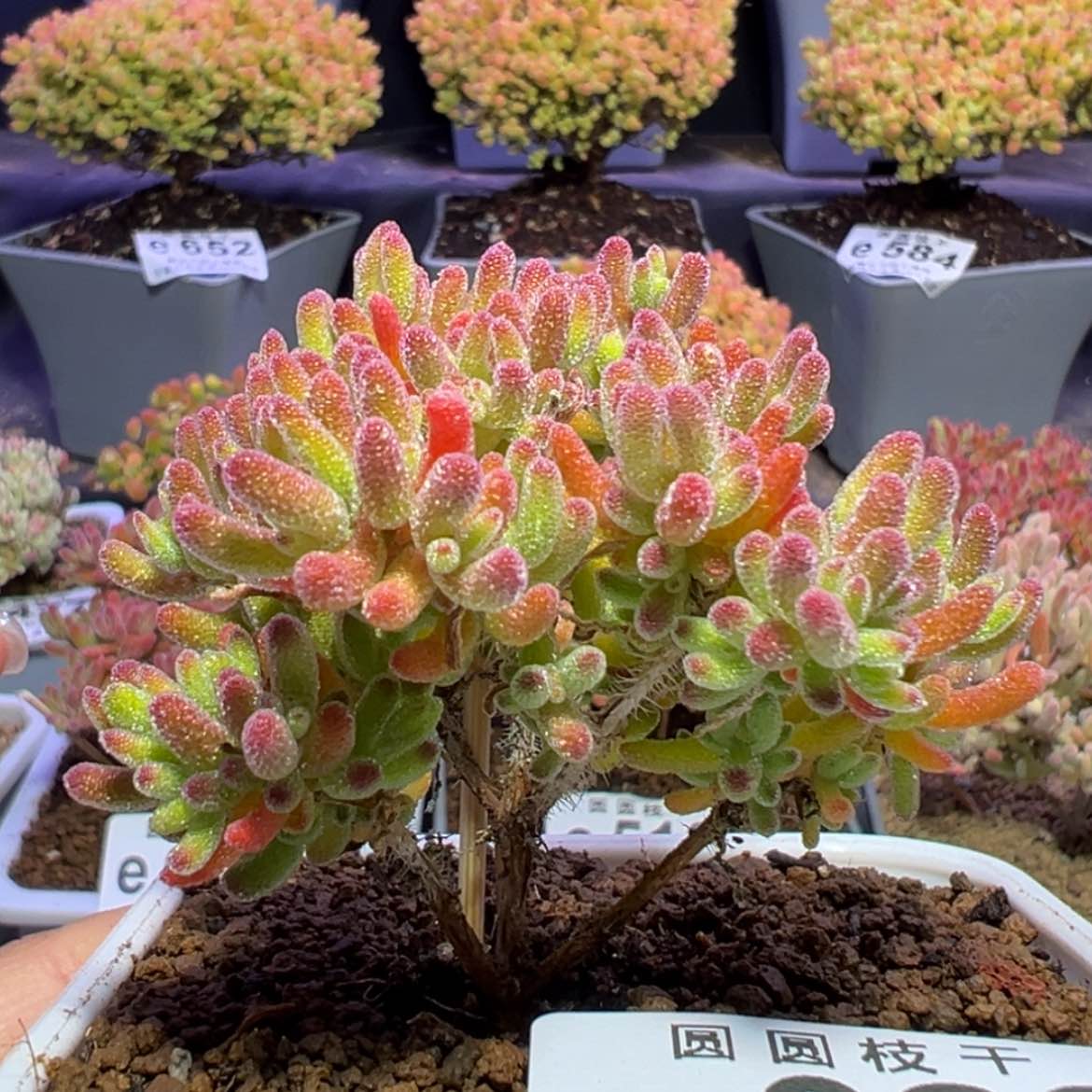 【闪购商品】e683直杆三叉冰川枝干番杏