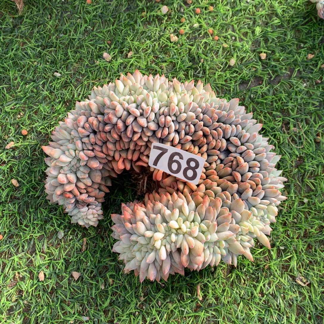 768号新疆西藏内蒙古不包邮的