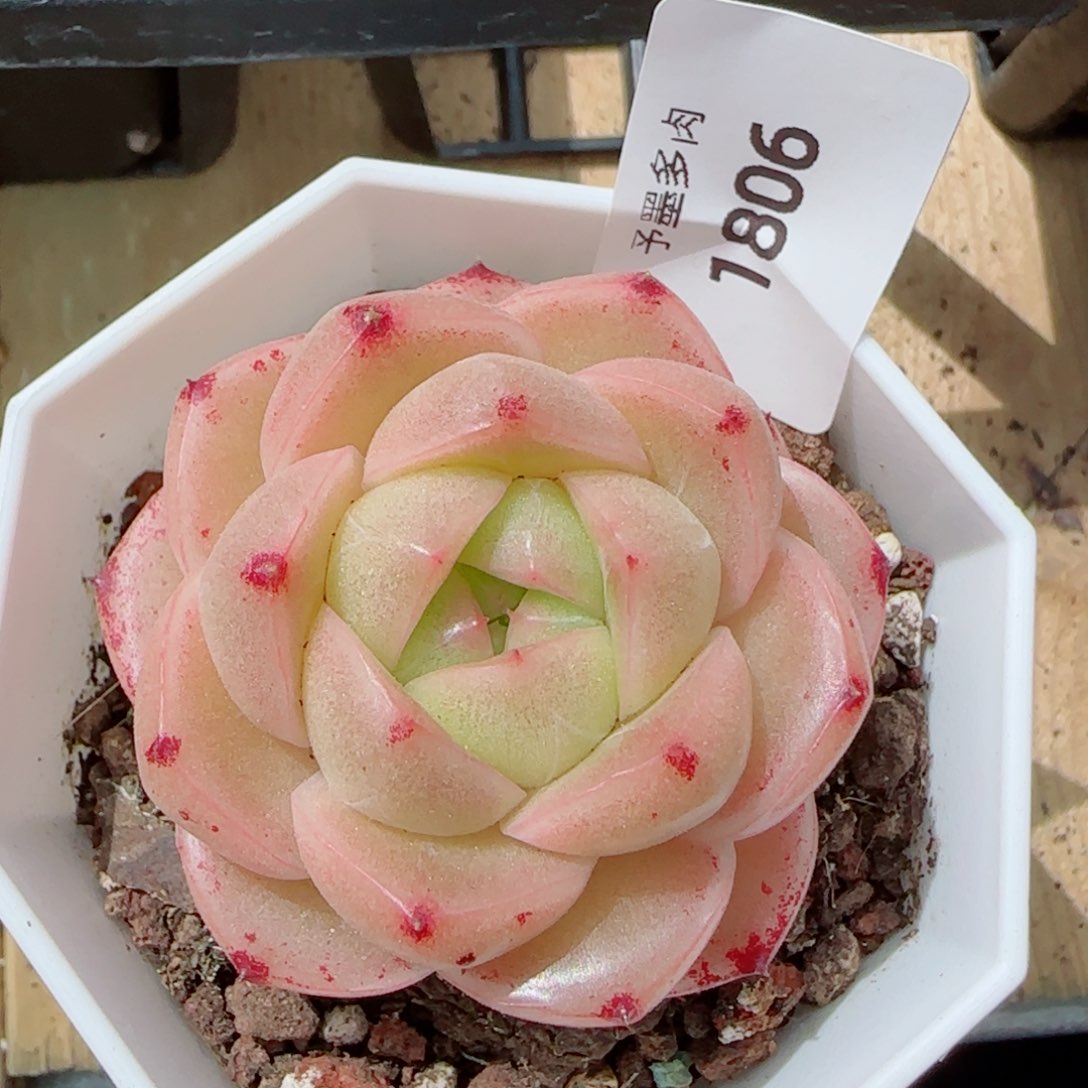 M100 ，多肉植物，1806多肉