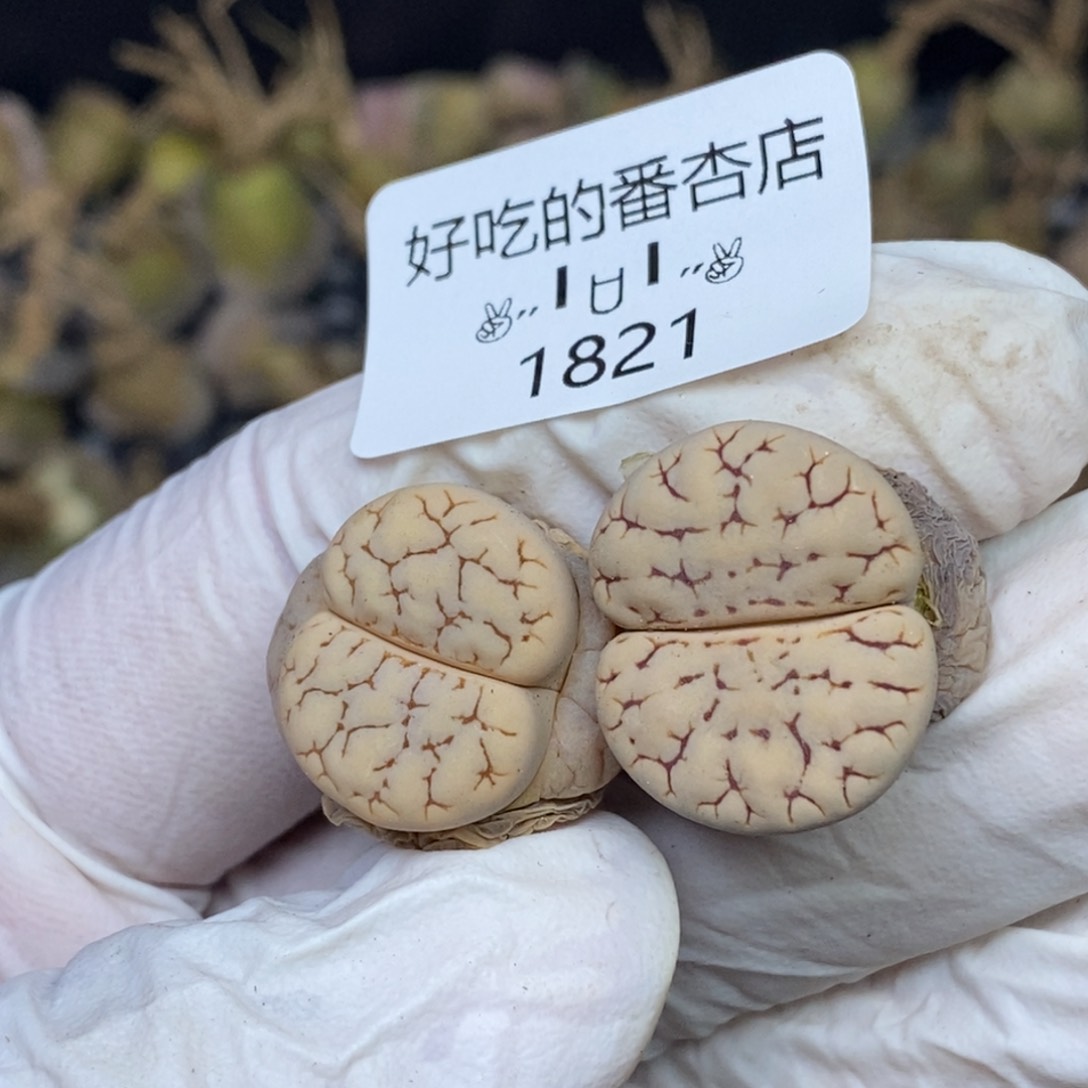 1821。零下拍保温.18包邮.当天凑哦