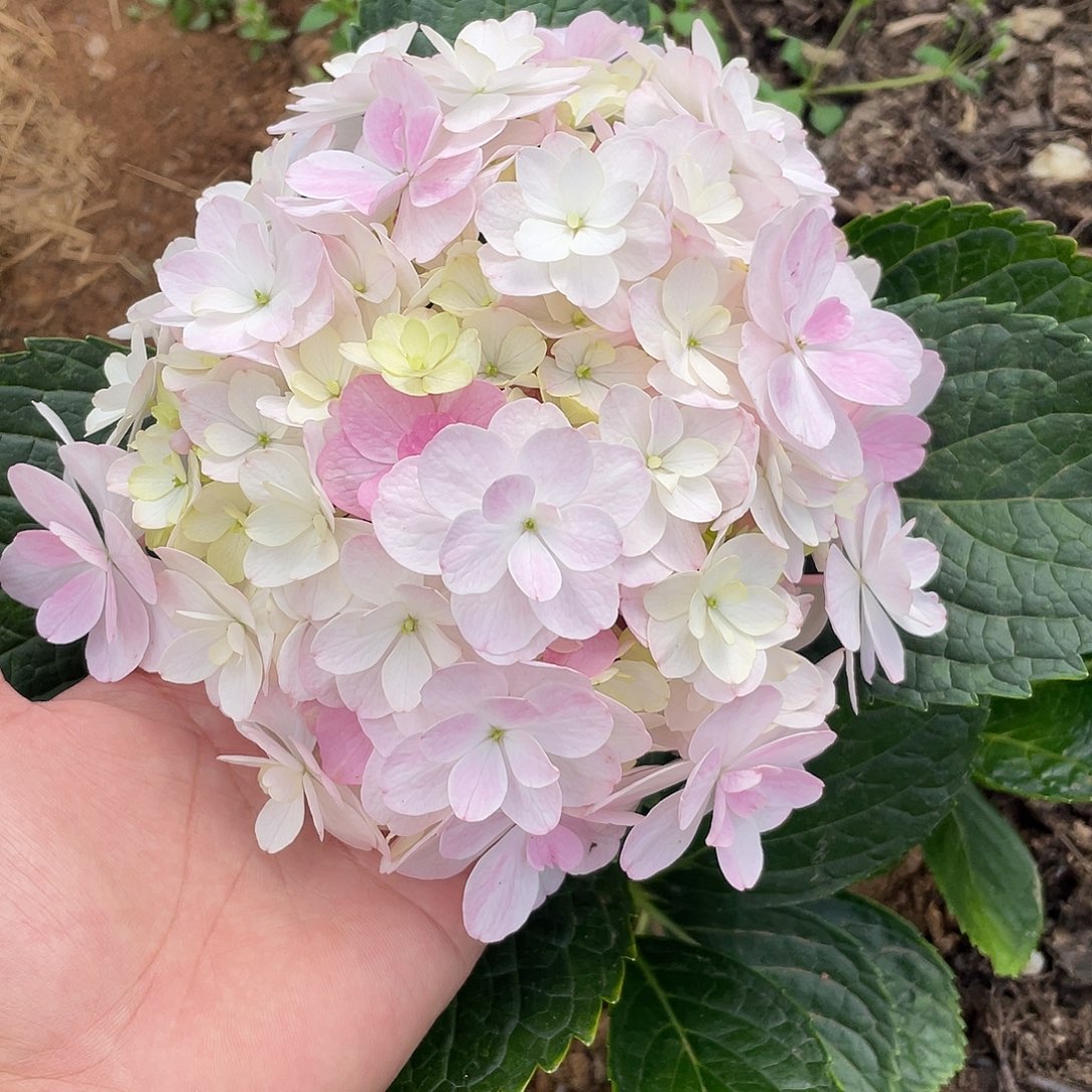 绣球切花一物一拍3枝起包邮，1