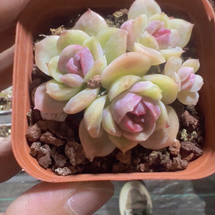 冰凝之花精品多肉植物