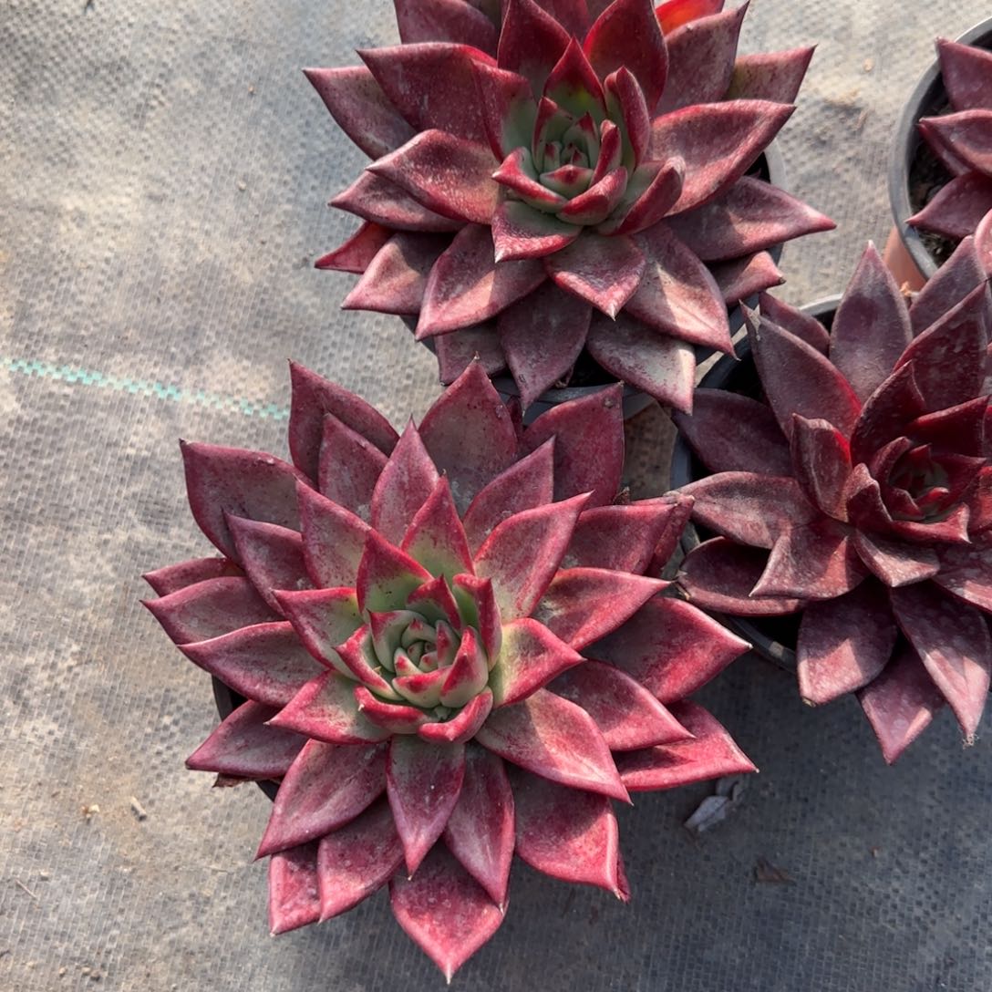 无花朵罗卡大单头