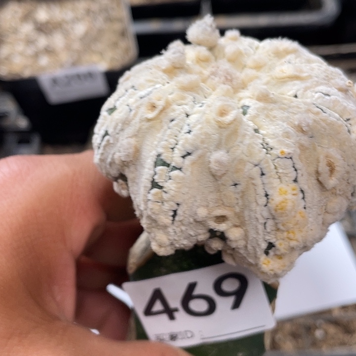 龙百海星469号仙人球