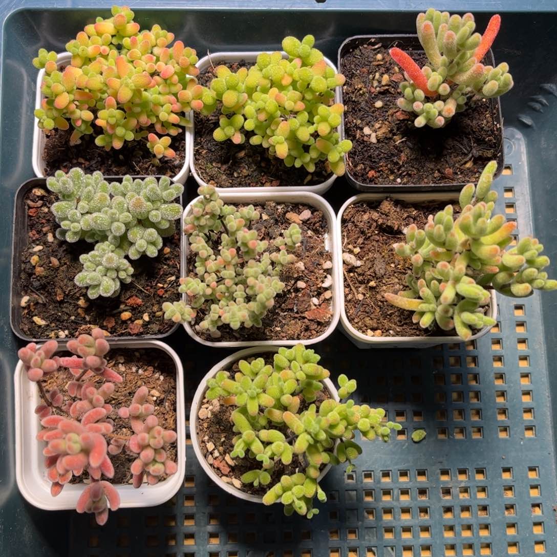 001新手套餐8颗组合