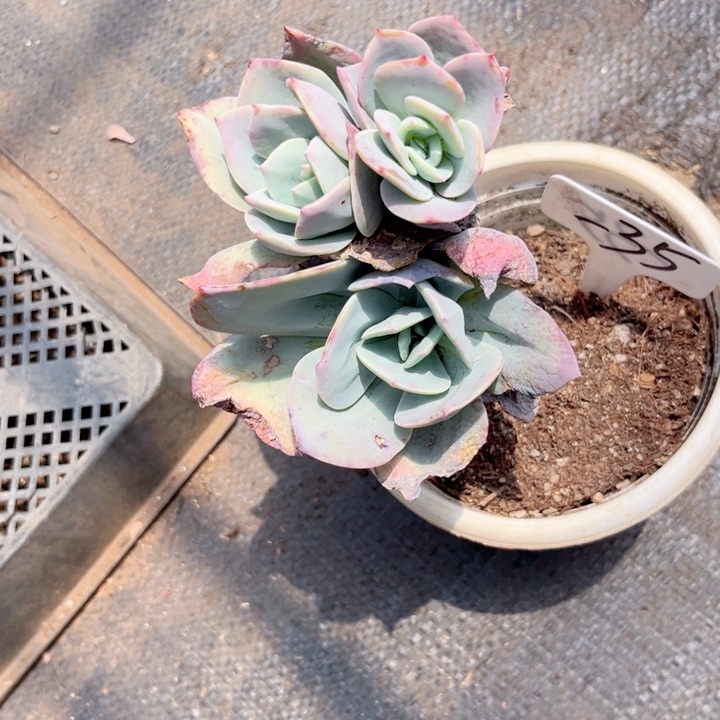 晨语多肉一物一拍一35