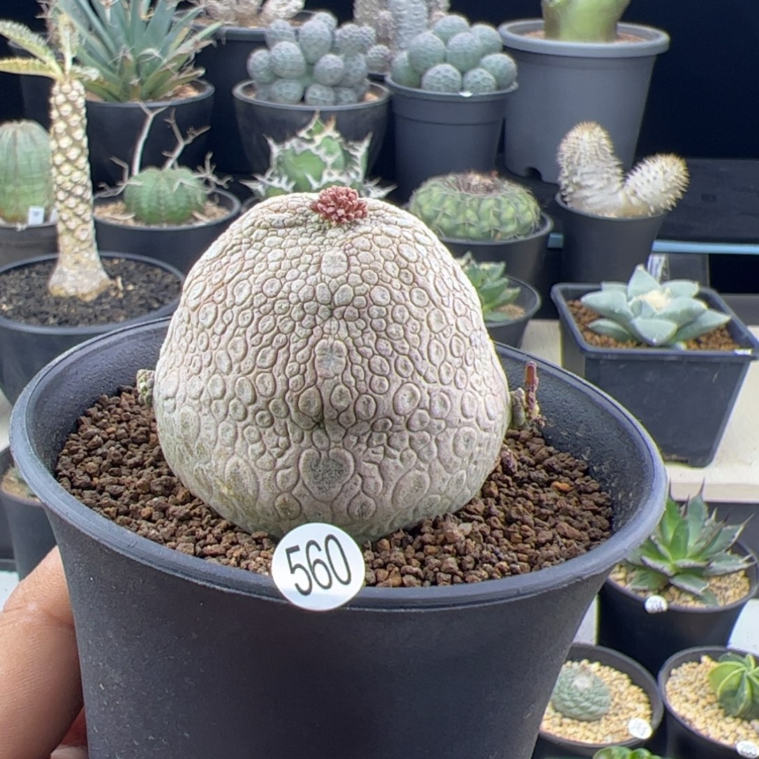 凝蹄玉实生5一物一拍