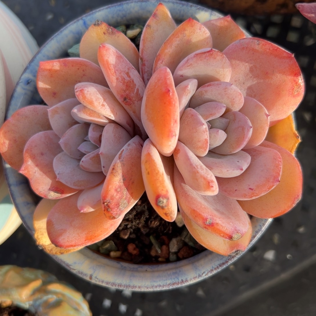 奶茶精控多肉一物一拍