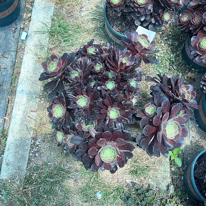 0707欧紫多肉植物