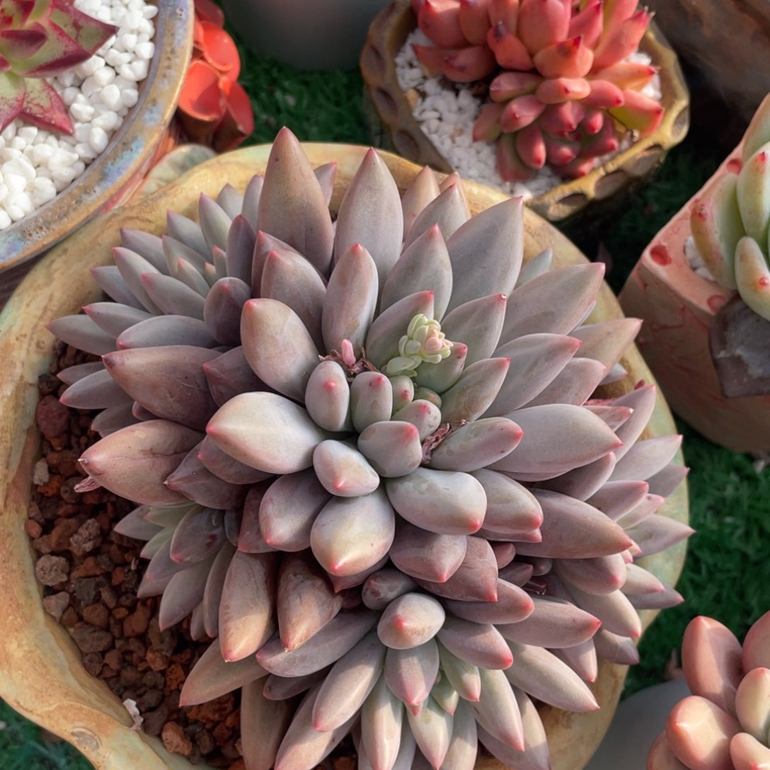 水晶球多肉植物盆栽