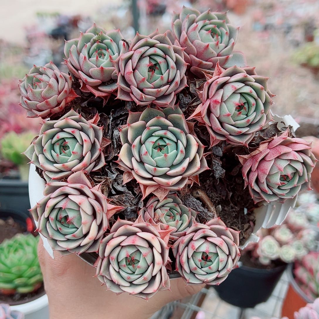 苯巴蒂斯多头造型精品手捧