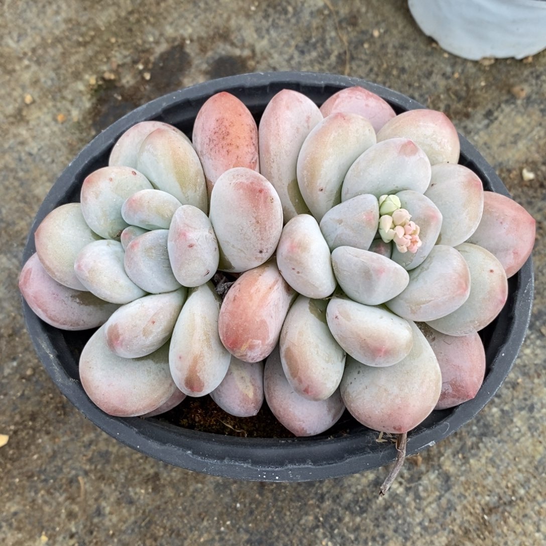 一物一拍多肉植物-香水