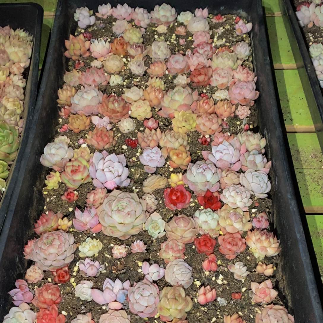 027多肉植物保护研究所所长助理研究员