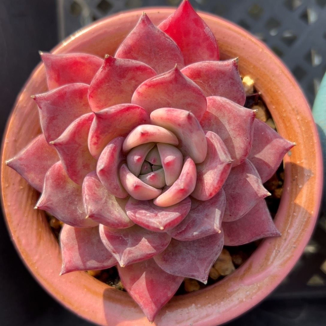 红拉糖精控多肉一物一拍