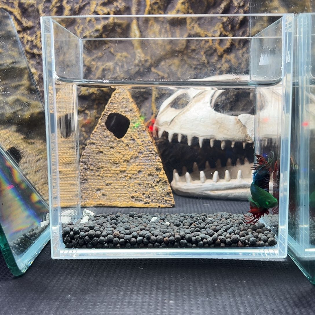 斗鱼精品精品精品精品