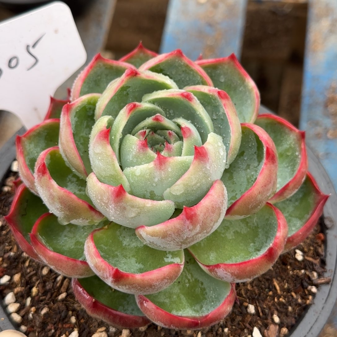 玫瑰惊鸿一物一拍包装收缩花旱305