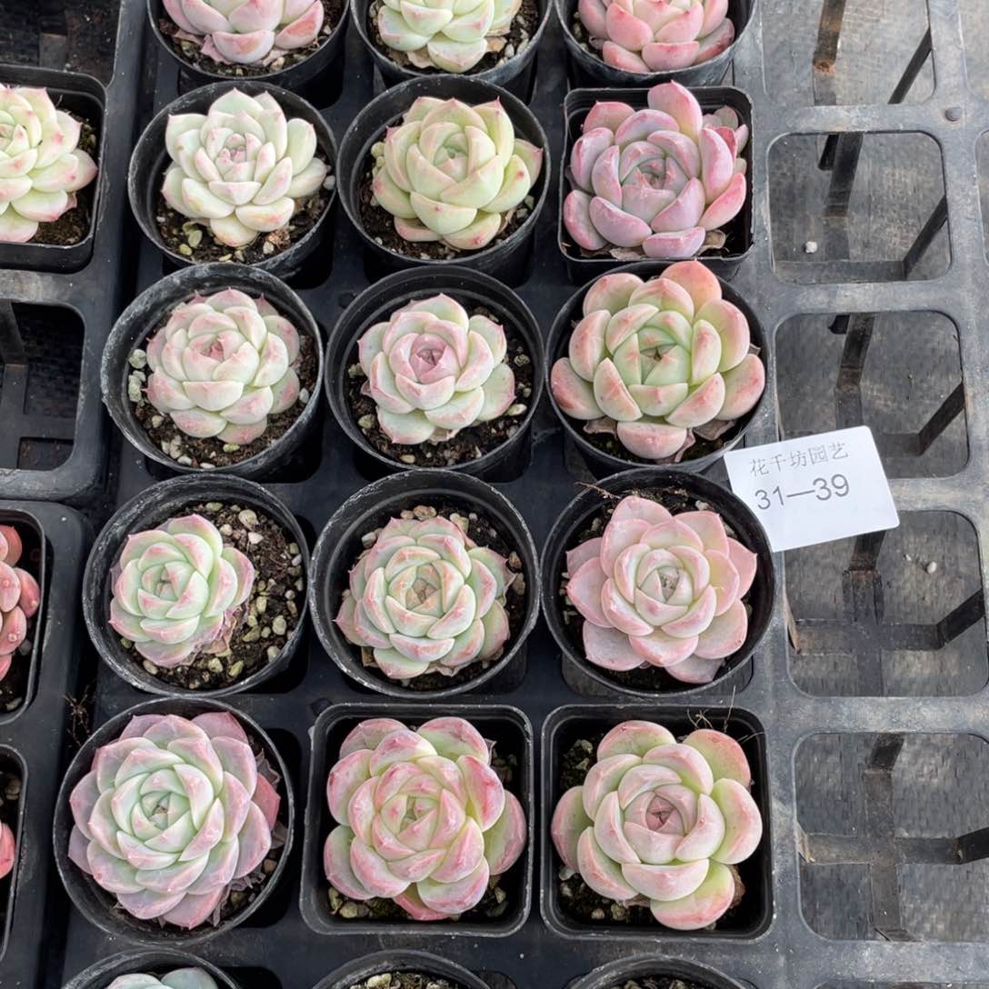 一物一拍18棵31-39