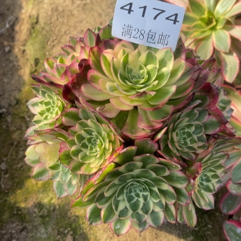 海王的多肉植物4174