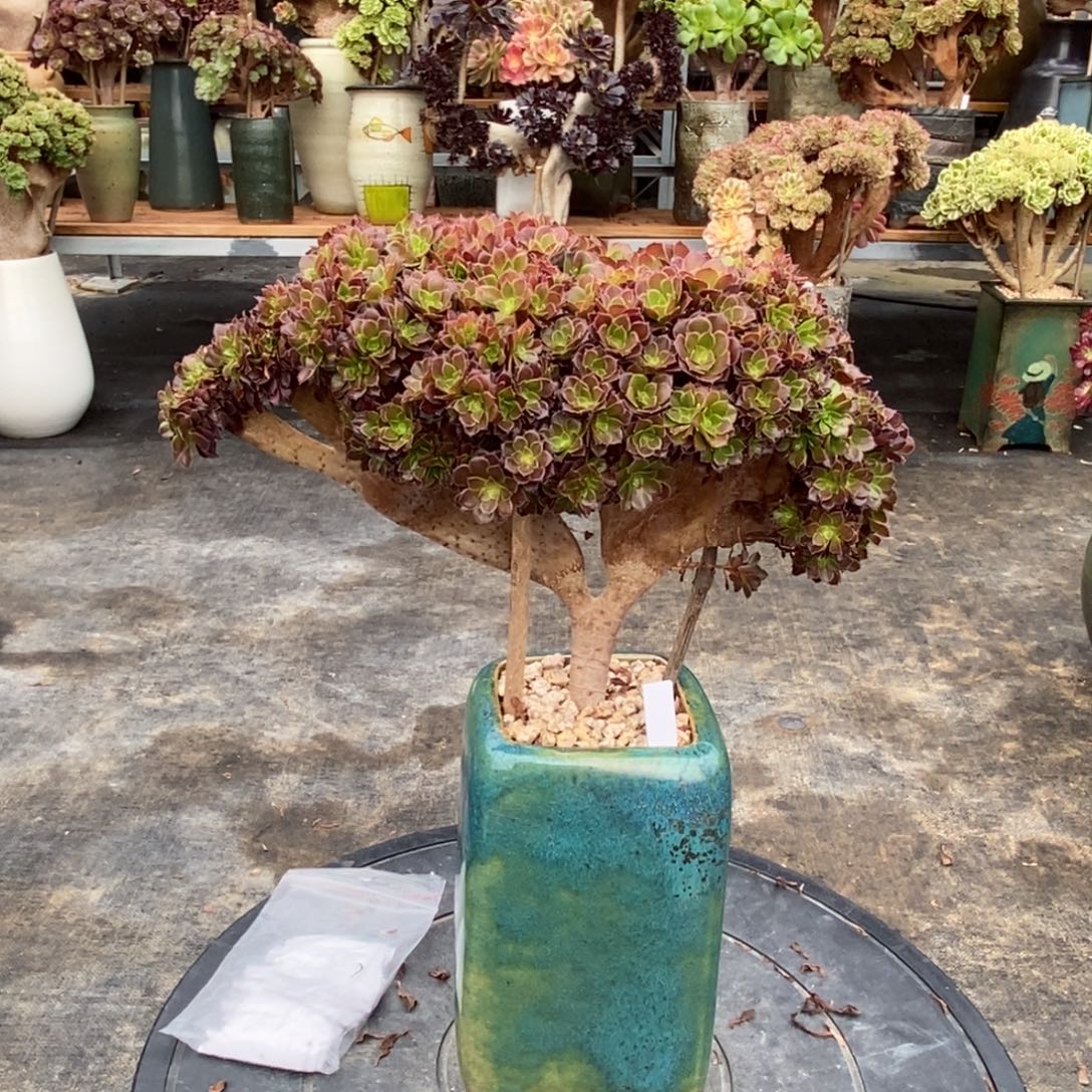 欣***姐红铜壶朵朵缀不带盆土