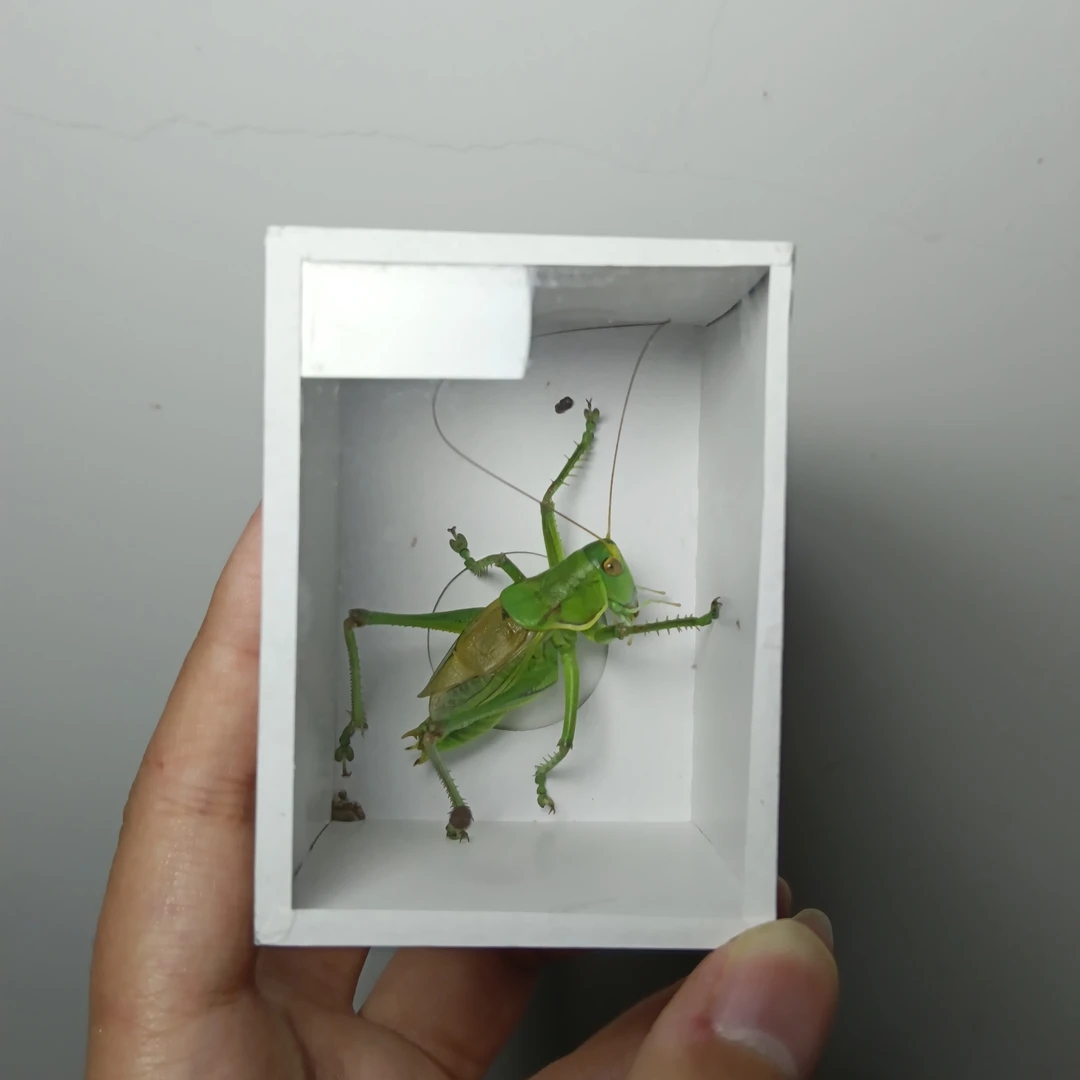精品翠绿蝈蝈(顺丰包邮 偏远地区不包)
