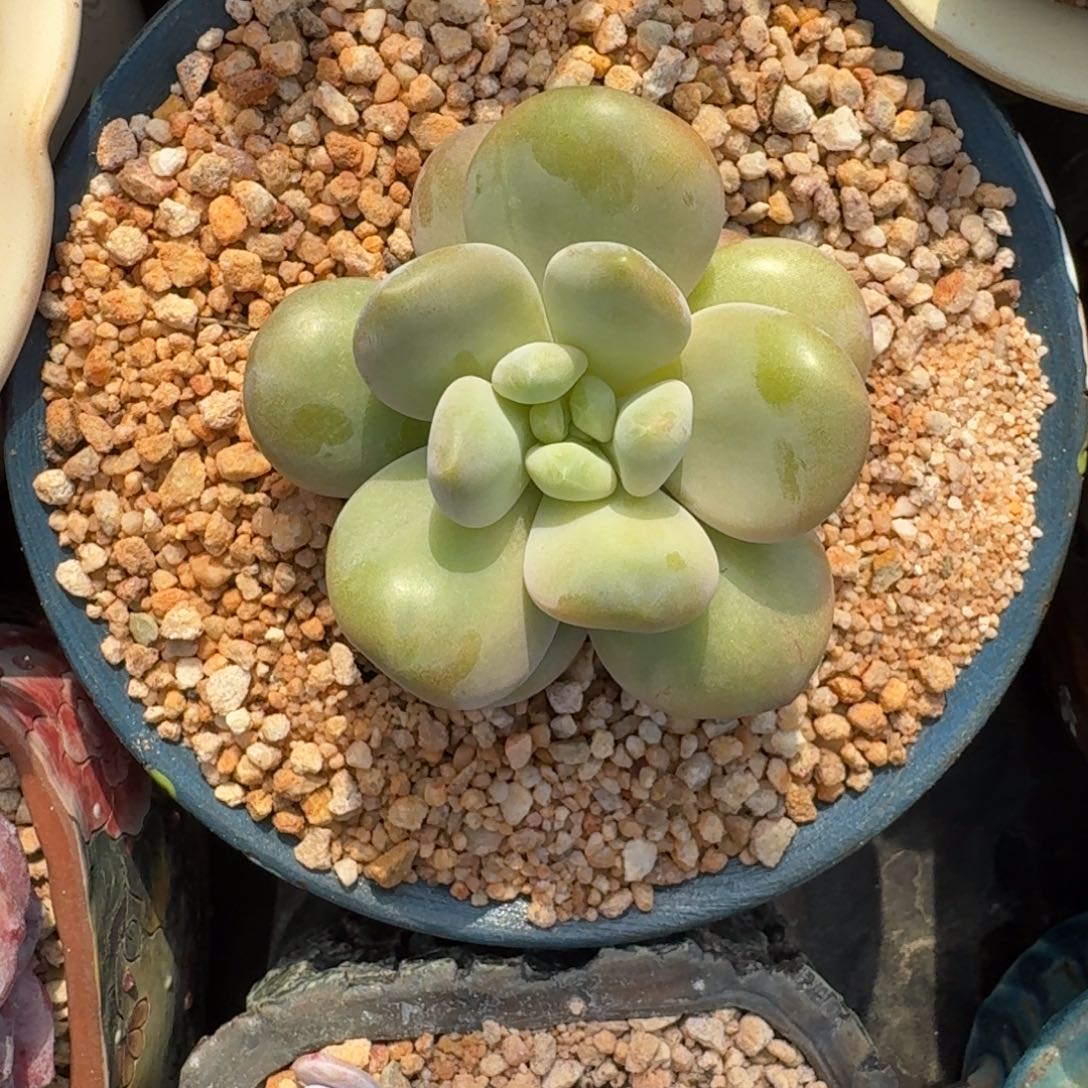 浩克 单头 一物一拍