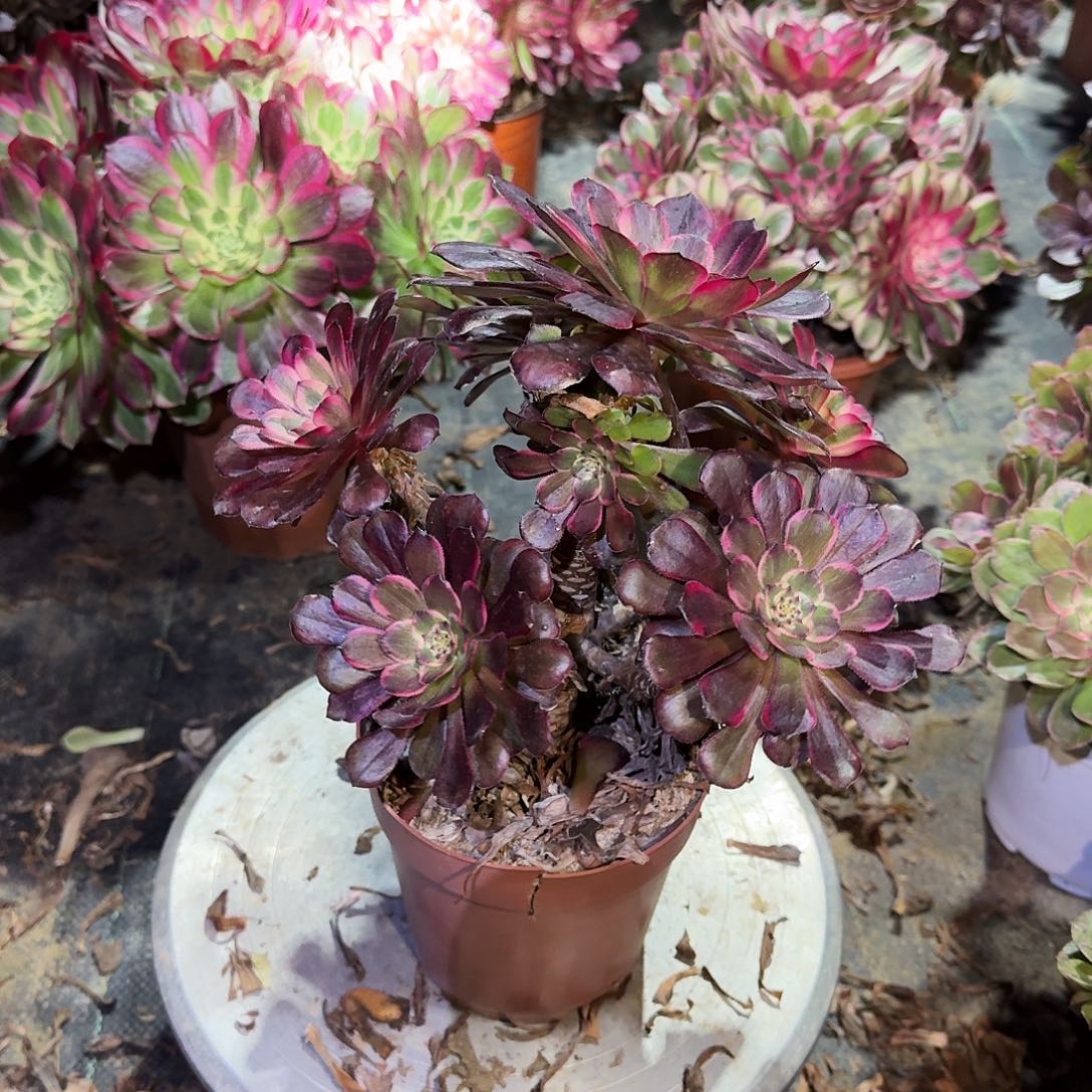 多肉植物黑金钢620