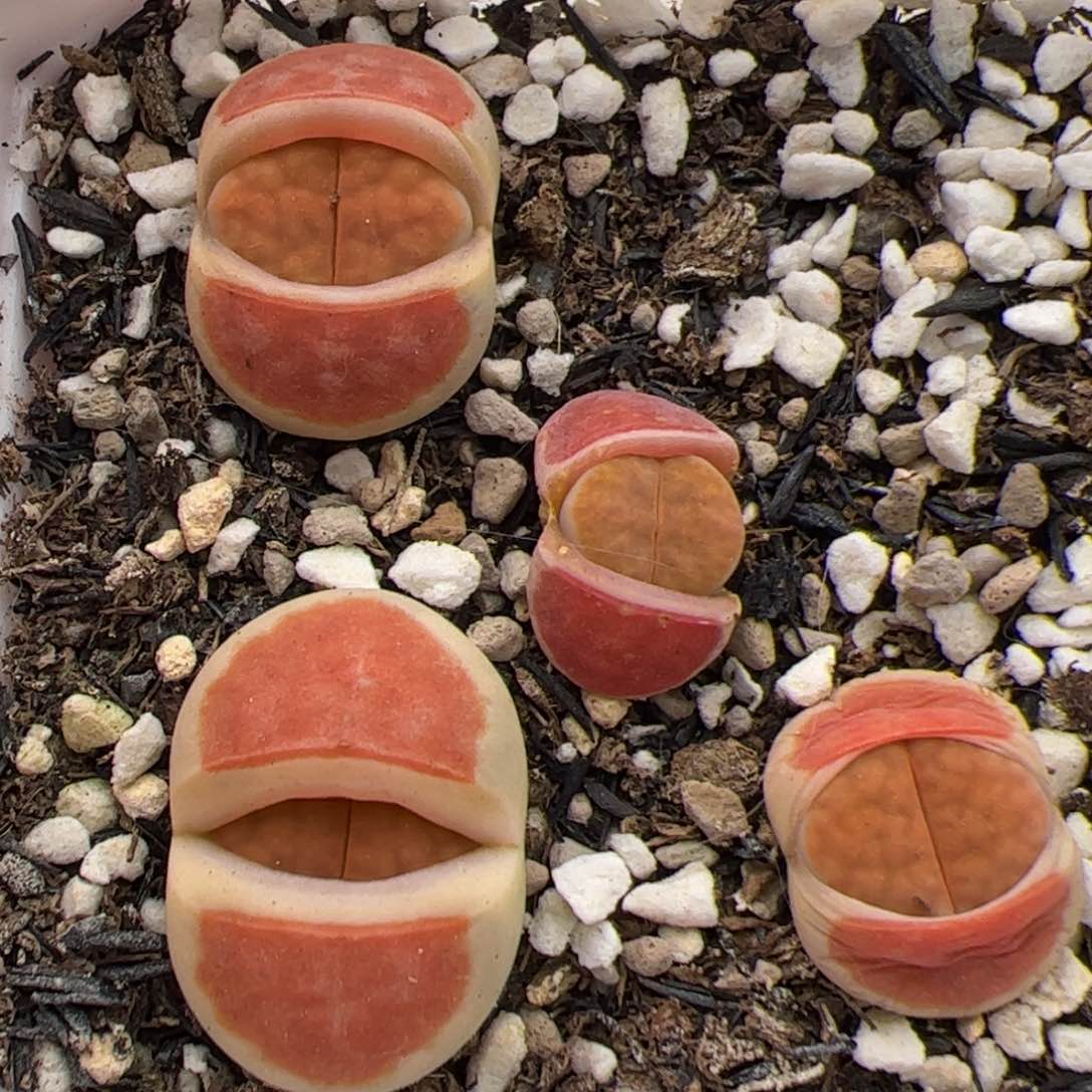 0387号朱唇4颗 多肉植物