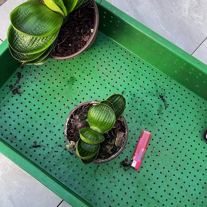 完全开放油麻娃娃