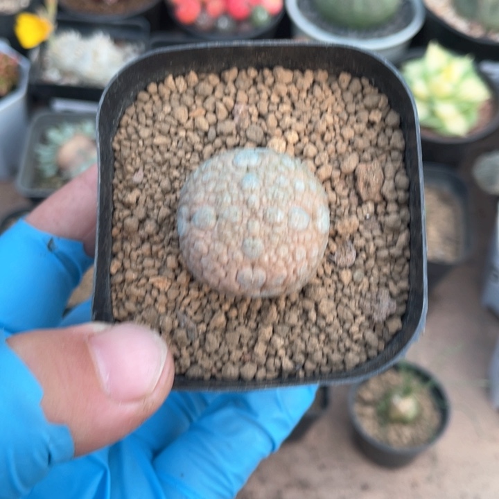 720凝提玉仙人球