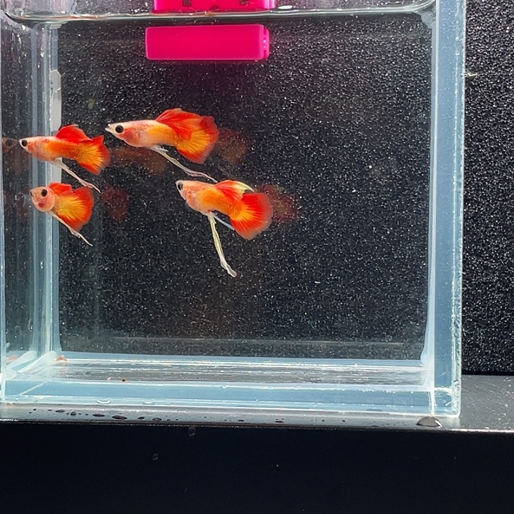孔雀鱼13，落日玻璃猫长公4条