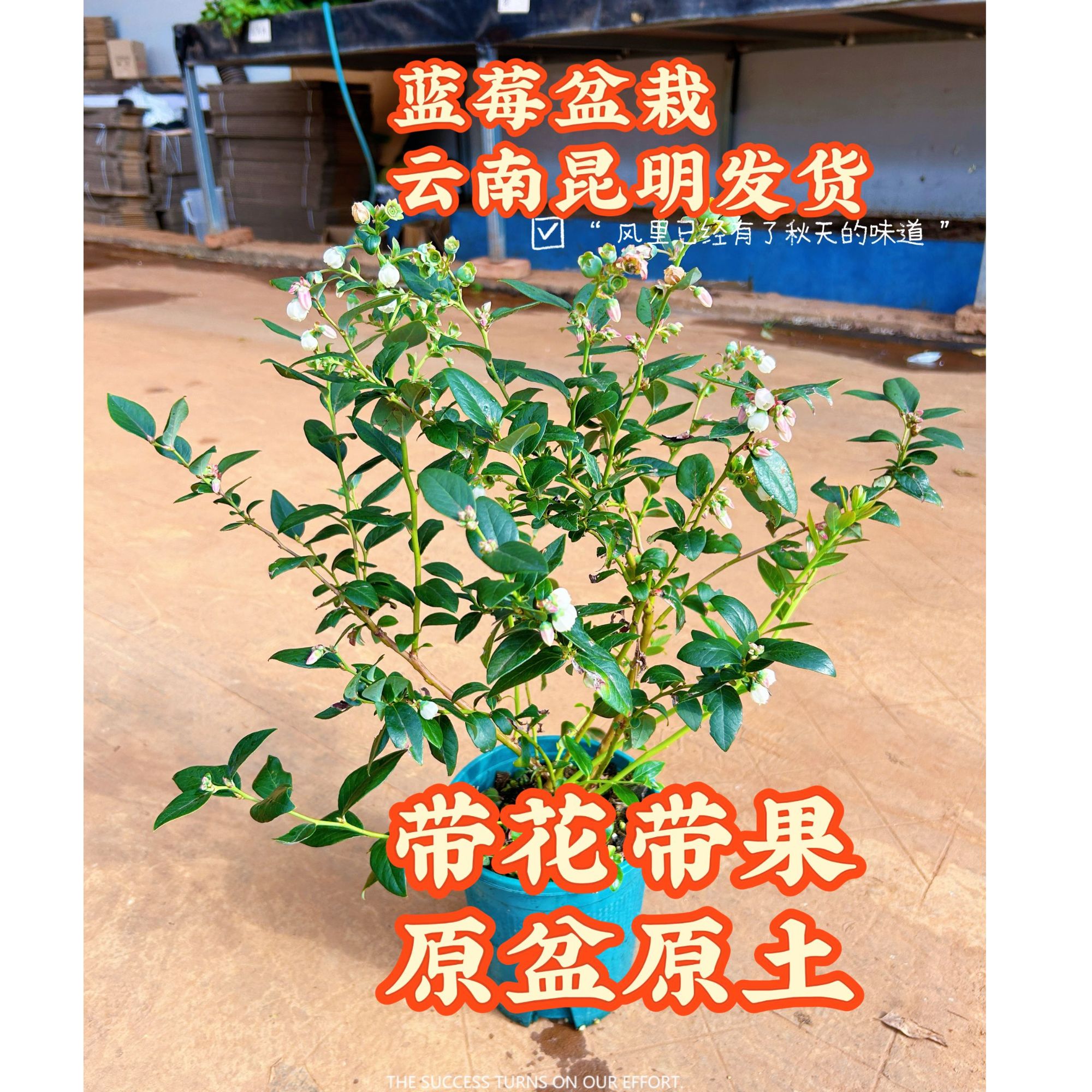 【带花带果】蓝莓树果苗盆栽可南北方种植适用于阳台庭院