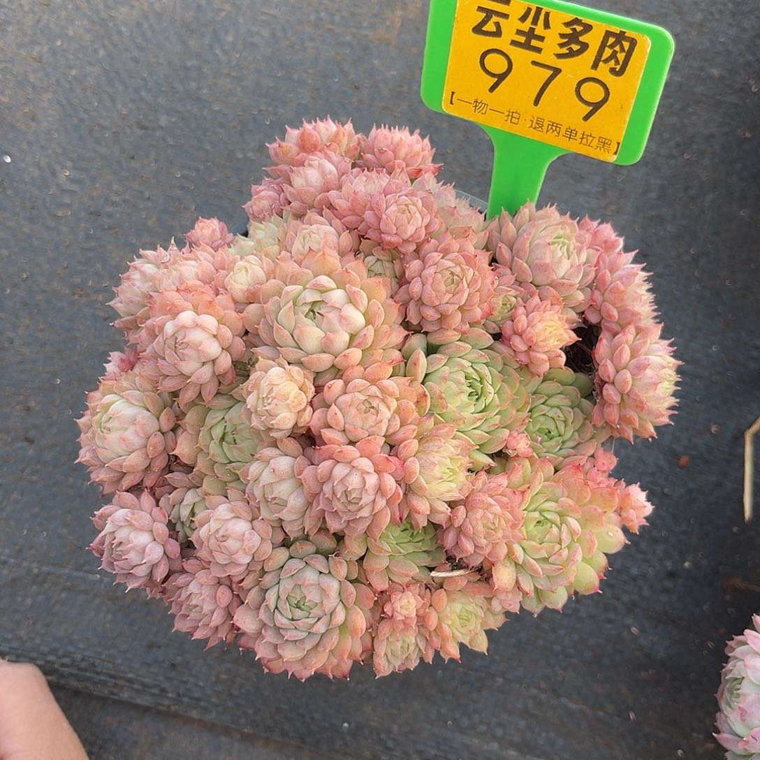云尘多肉一物一拍 不包整 979,