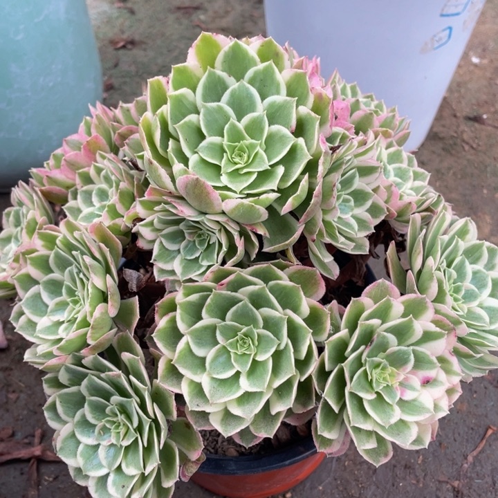 807孔雀翎精品法师多肉