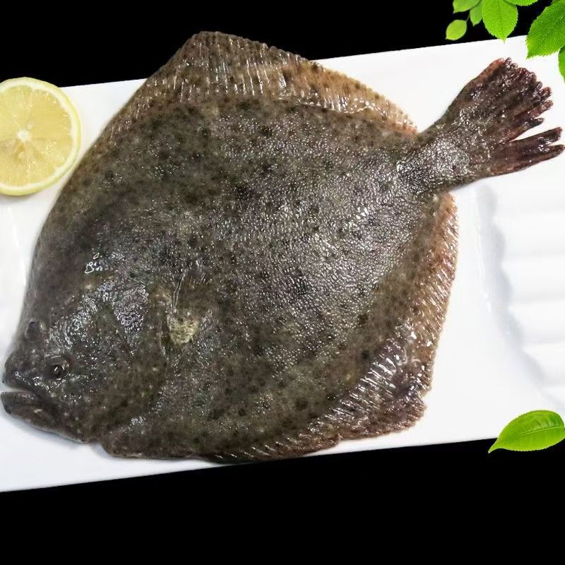 【1.5-2斤斤左右/条】大号多宝鱼活鱼海捕 当天速冻肉质细腻味道