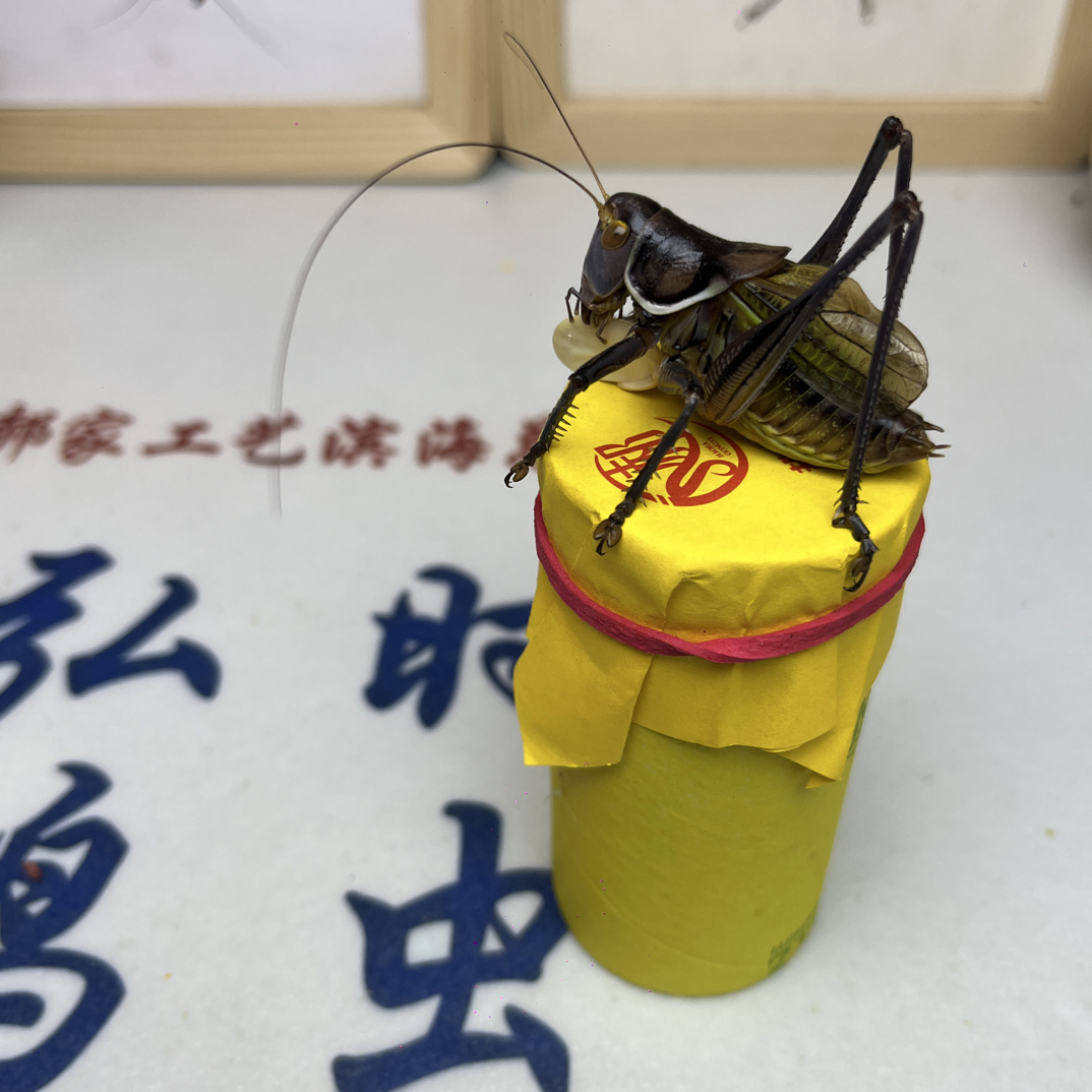 郝建伟精品大炮筒蝈蝈（死亡包赔、断须瘪眼不赔）