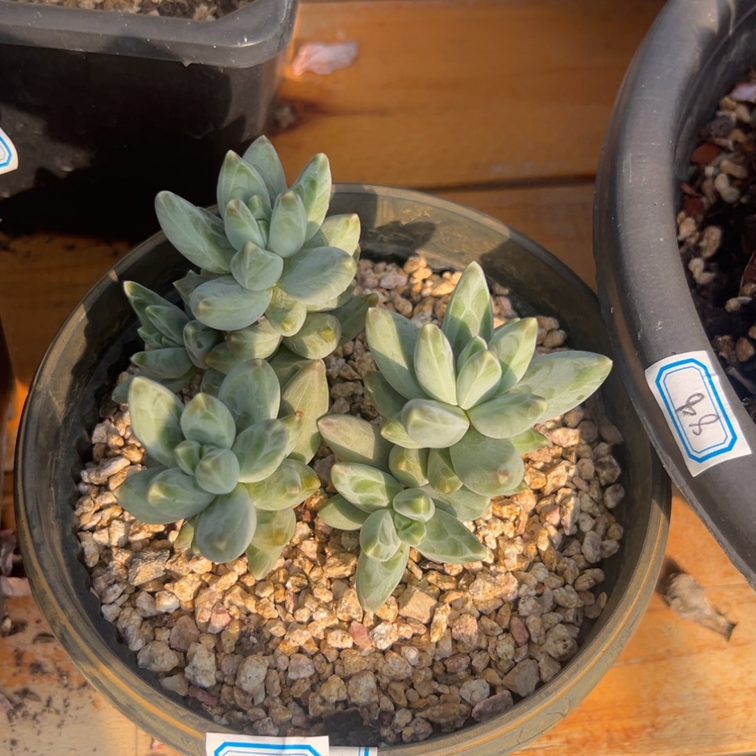 多肉植物乌拉克拉