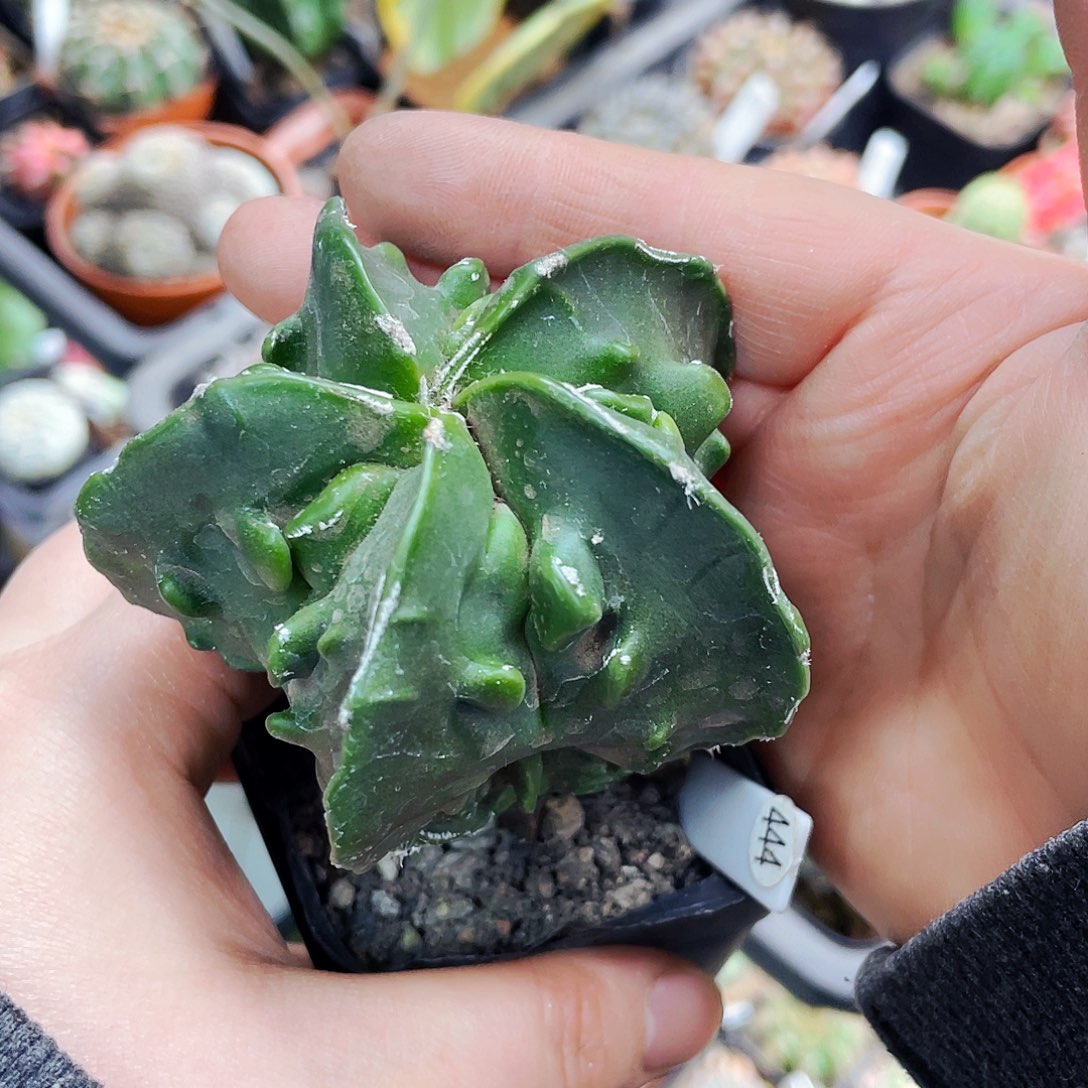 非偏远地区满25包邮仙人球