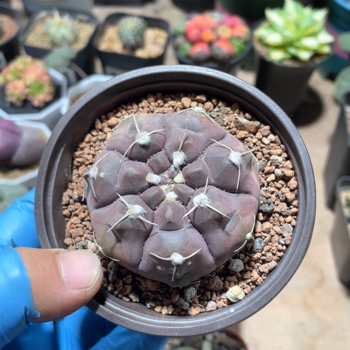 966实生大铅皮仙人球