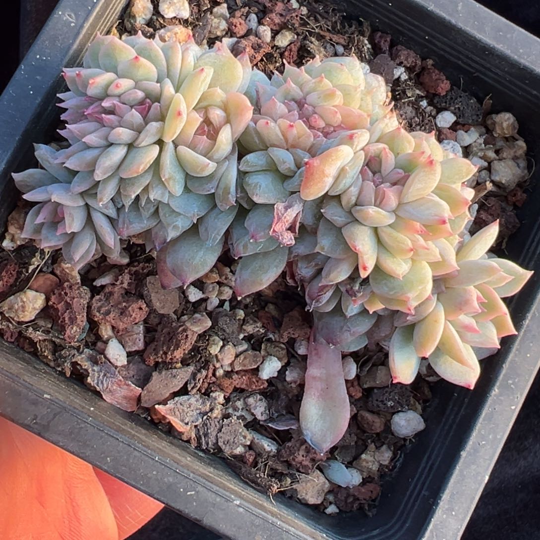  新年快乐 新年快乐