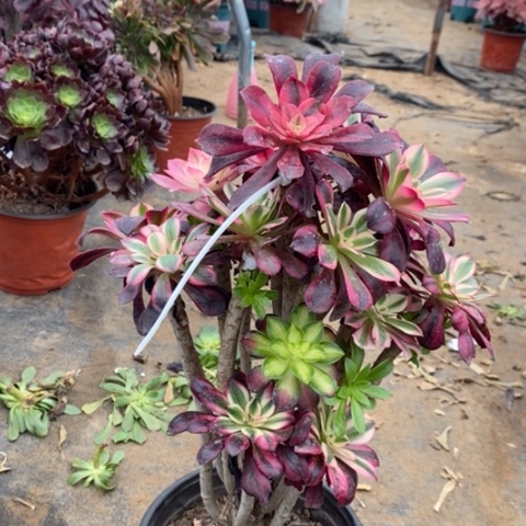 嫁接多肉植物016