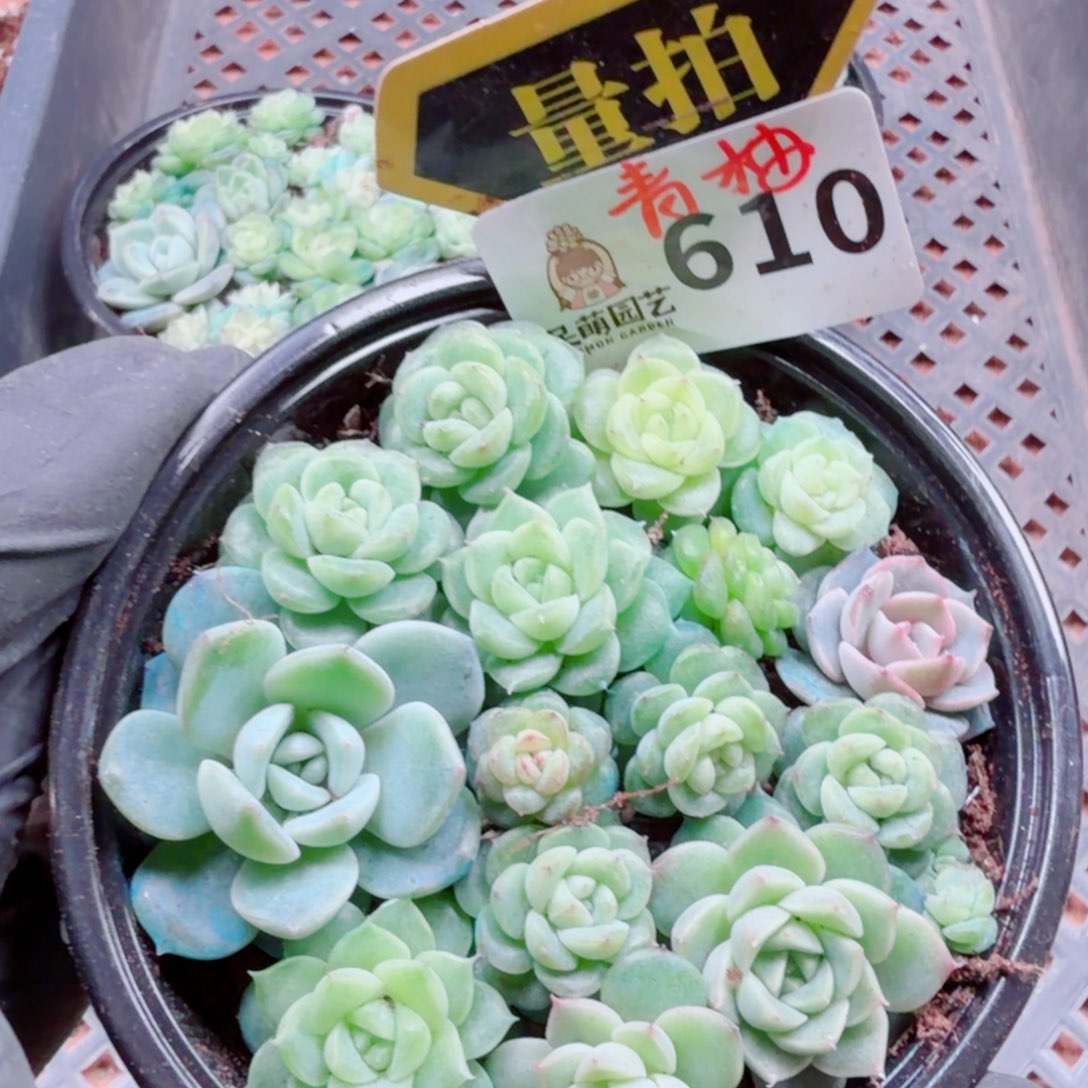 多肉植物多肉植物